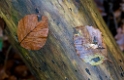 4711 Blatt-SAM_0722-1-Kopie